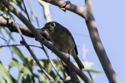 Hutton's Vireo