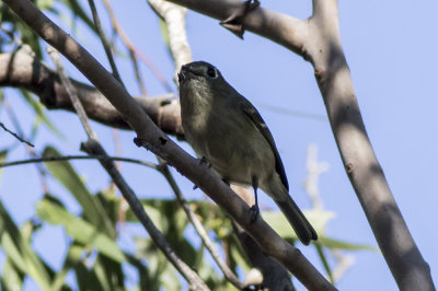 Hutton's Vireo