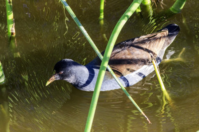 Common Moorhen