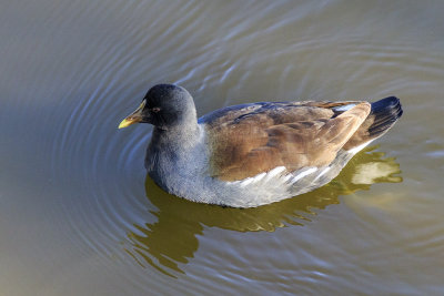 Common Moorhen