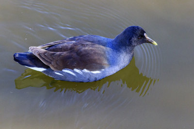 Common Moorhen