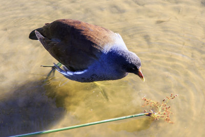 Common Moorhen