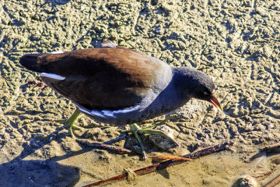 Common Moorhen