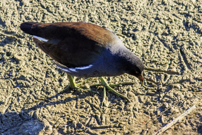 Common Moorhen