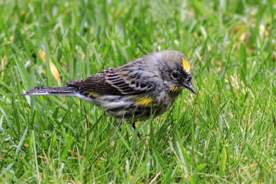 Yellow-rumped Warbler