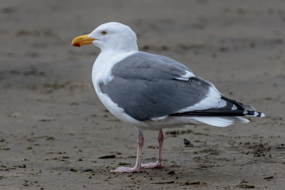 Herring Gull