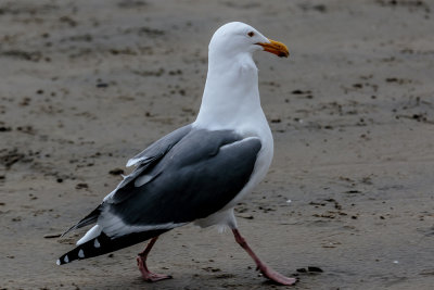 Herring Gull