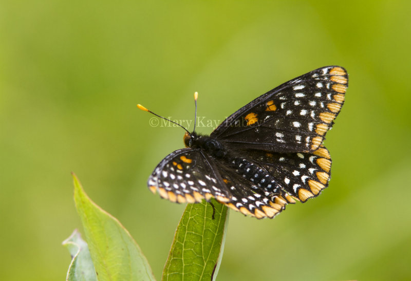 Baltimore Checkerspot _7MK0218.jpg