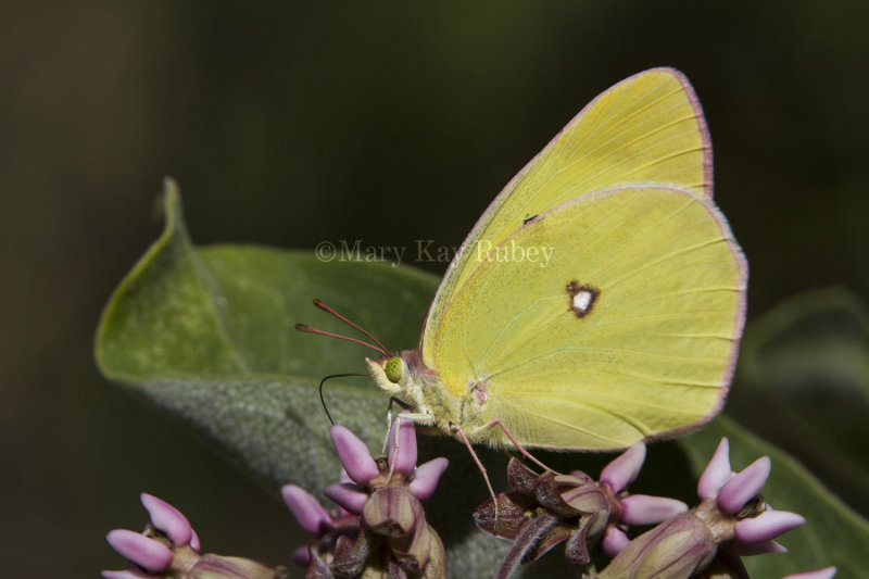 1 Pink-edged Sulphur _7MK9616.jpg