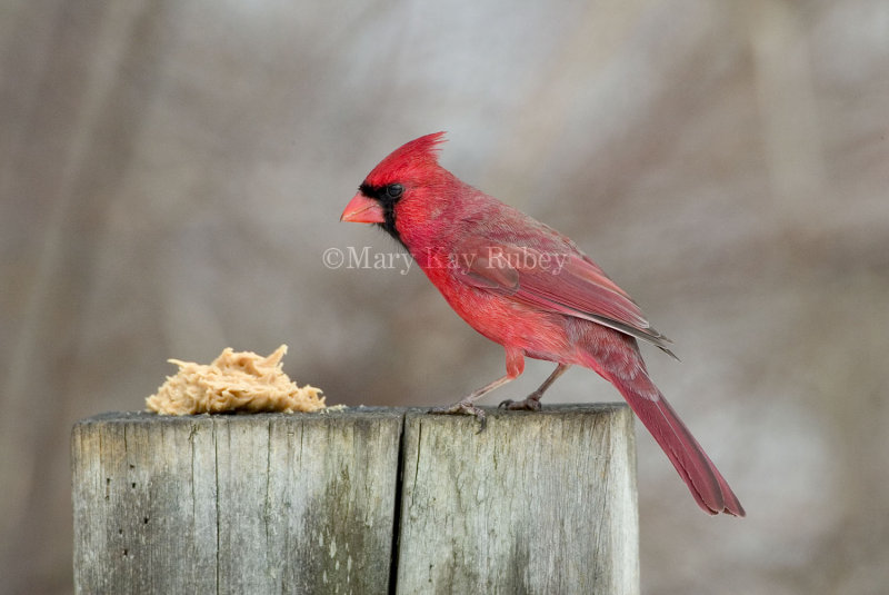 Northern Cardinal 58FB5298.jpg