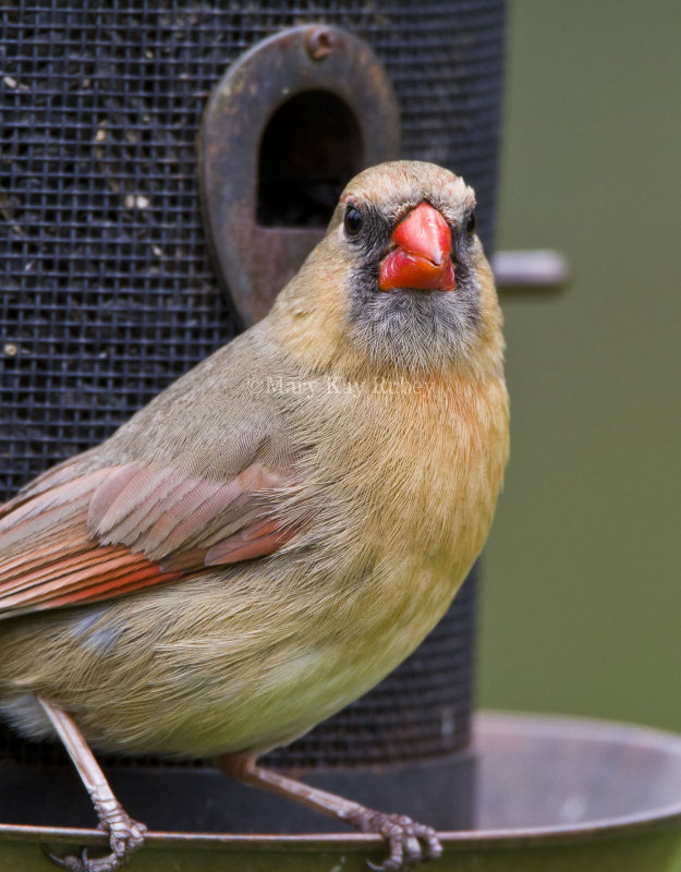 Northern Cardinal female _MG_2138.jpg