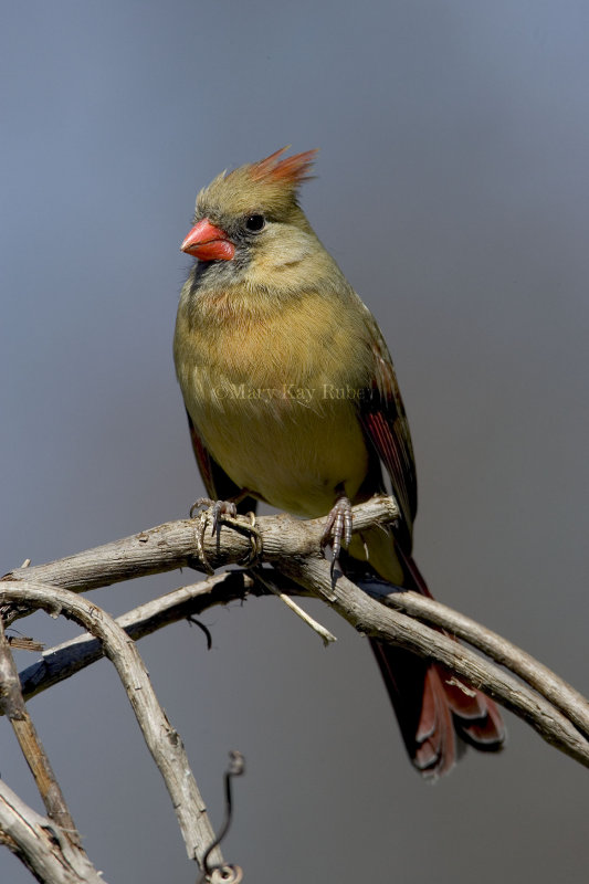 Northern Cardinal female _H9G4122.jpg