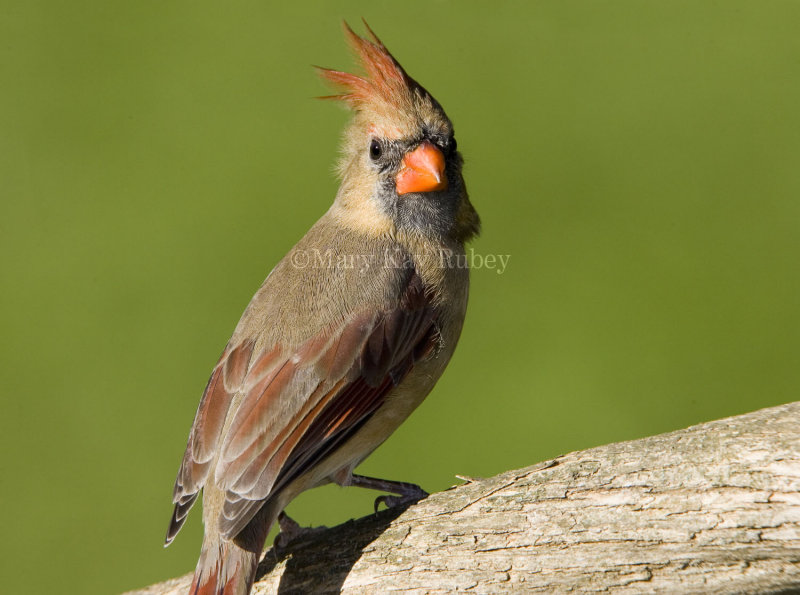 Northern Cardinal female _S9S9722.jpg