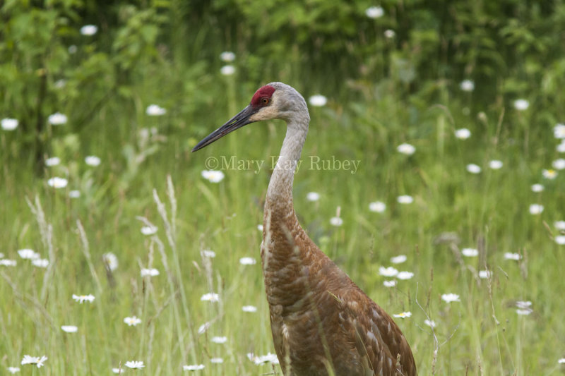 Sandhill Crane in flowers _7MK7613.jpg