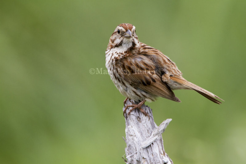 Song Sparrow _7MK5142.jpg