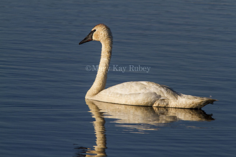 $ Trumpeter Swan _7MK8292.jpg