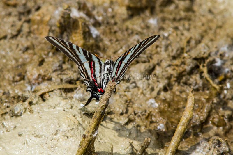 Zebra Swallowtail _MG_0702.jpg
