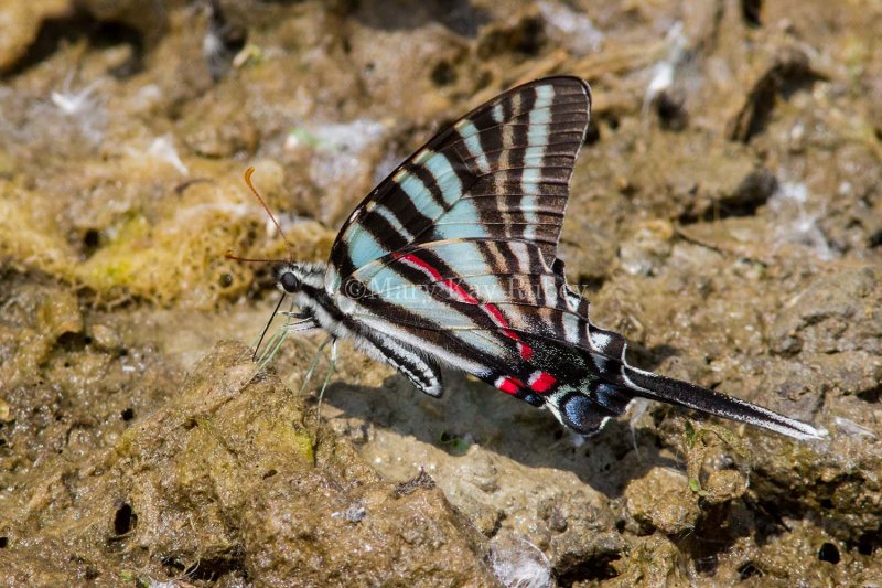 Zebra Swallowtail _MG_0751.jpg
