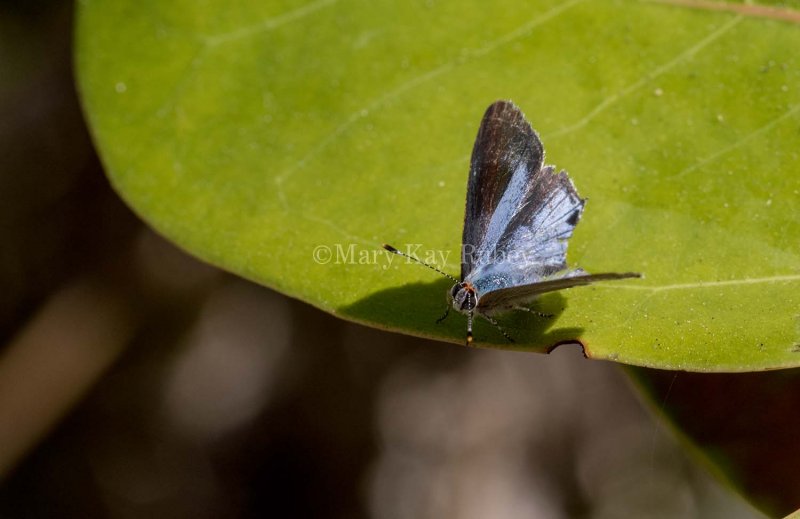 $ Martial Scrub-Hairstreak _MKR1726.jpg