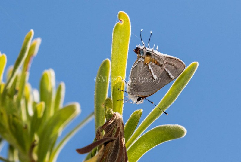 Martial Scrub-Hairstreak _2MK6437.jpg