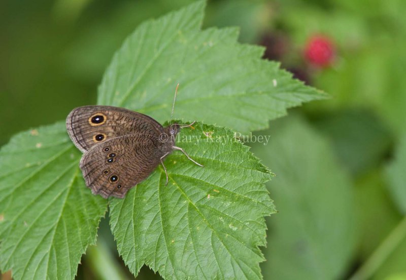 Common Wood-Nymph _MG_8196.jpg