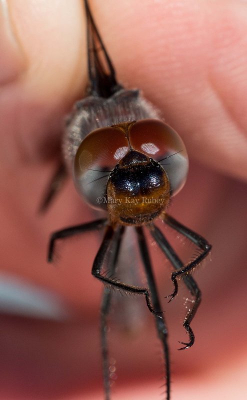 Black Saddlebags male #2014-01 face _MG_2443.jpg