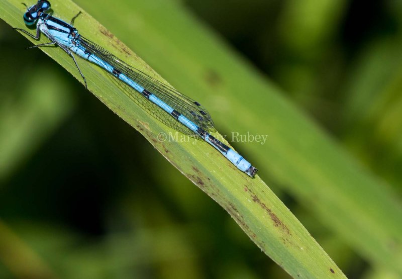 Marsh Bluet male #2015-53 caudal appendages _MKR6309.jpg