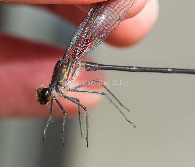 Smoky Rubyspot male _MG_2928.jpg