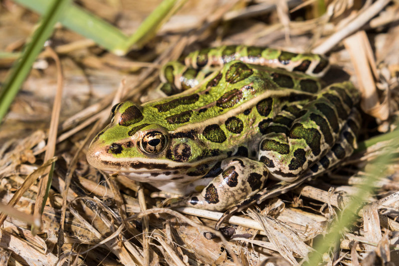 Northern Leopard Frog _2MK6857.jpg