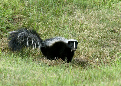 STRIPED SKUNK - Mephitis mephitis