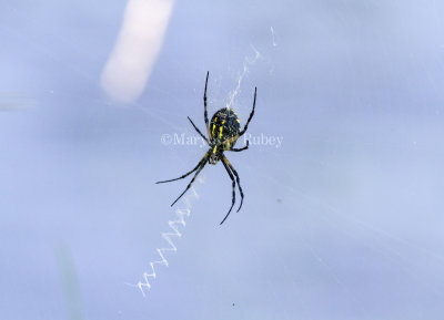 Yellow Garden Spider _MG_8307.jpg