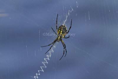 Yellow Garden Spider _MG_8310.jpg