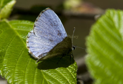 SPRING AZURE (Celastrina ladon)