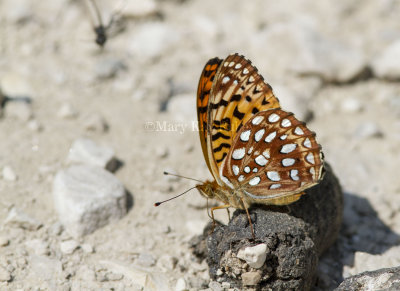 Aphrodite Fritillary _7MK4611.jpg