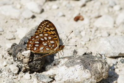 Aphrodite Fritillary _7MK4624.jpg