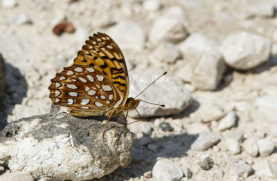 Aphrodite Fritillary _7MK4630.jpg