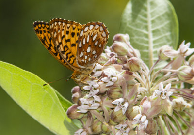 Aphrodite Fritillary _7MK9359.jpg