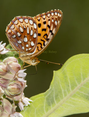 Aphrodite Fritillary _7MK9372.jpg