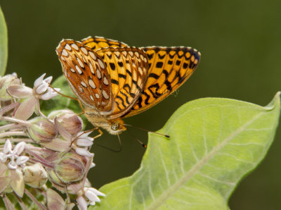 Aphrodite Fritillary _7MK9373.jpg