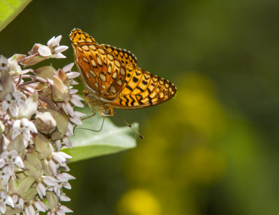 Aphrodite Fritillary _7MK9376.jpg