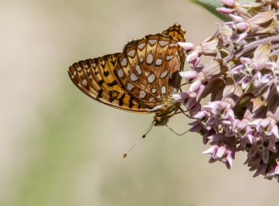 Aphrodite Fritillary _7MK9581.jpg