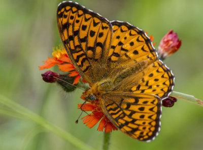 ATLANTIS FRITILLARY (Speyeria atlantis)