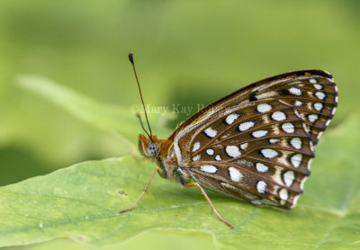 Atlantis Fritillary _7MK7290.jpg