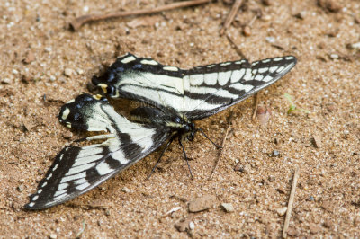 Canadian Tiger Swallowtail _7MK6007.jpg