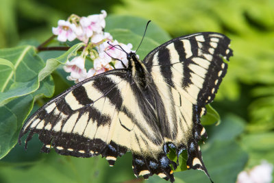 CANADIAN TIGER SWALLOWTAIL (Papilio canadensis)