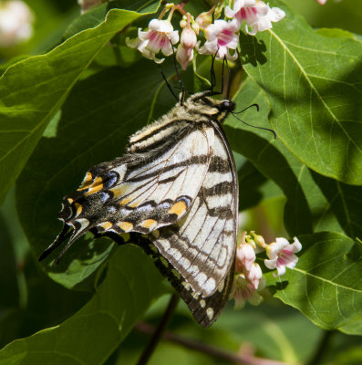 Canadian Tiger Swallowtail _7MK7811.jpg