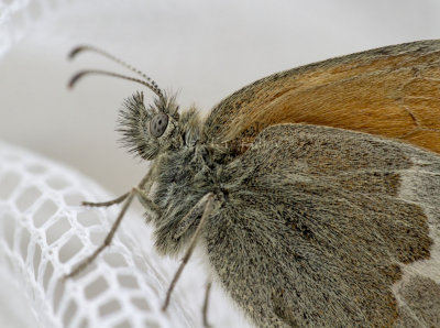 Common Ringlet _7MK5387.jpg