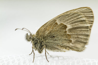 Common Ringlet _7MK5491.jpg