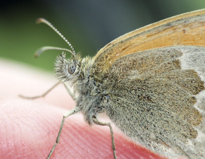 Common Ringlet _7MK5389.jpg