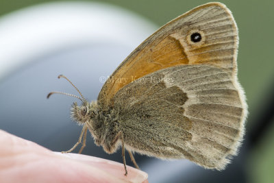 Common Ringlet _7MK5420.jpg